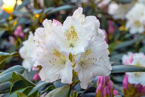 rhododendron blankenese rhododendron yakushimanum blankenese