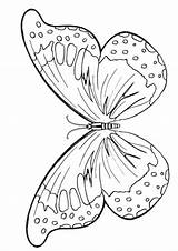 Butterfly Coloring Morpho Blue Pages Getcolorings sketch template