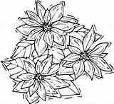 Poinsettia Coloring Drawing Artistic National Shaking Kids sketch template