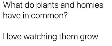 pin  plant memes