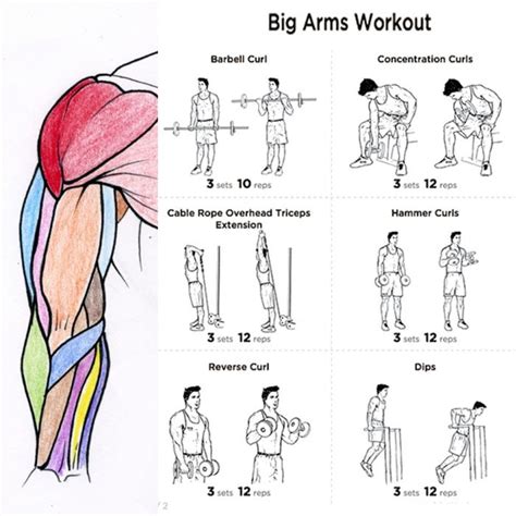 big arms workout plan fitness health routine bicep