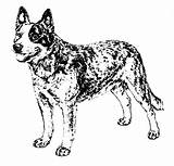 Dog Cattle Australian Heeler Blue Coloring Pages Silhouette Clipart Drawing Sketch Dogs Line Clip Puppy Austrailian Sketchite Cow Visit sketch template