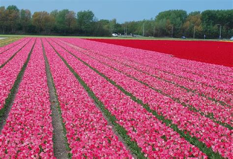 keukenhof  holland haarlem tulip fields dream destinations