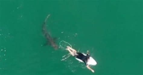 unsettling drone video shows surfers close encounter  massive shark cbs news