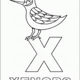 Xenops Alphabet Coloring Pages Printable Print Click Template sketch template