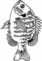 Bluegill Crappie Bass Fisch Burning sketch template