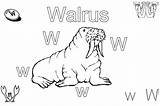 Walrus sketch template