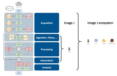 image processing workflow examples cellular imaging facility