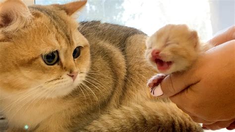 daddy cat meets  newborn kitten  turns    youtube