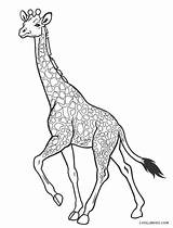 Ausmalbild Zum Malvorlage Cool2bkids Giraffen Colorear sketch template