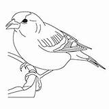 Coloring Sparrow Designlooter 230px 03kb sketch template