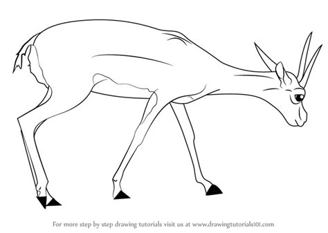 draw  gazelle wild animals step  step drawingtutorialscom