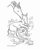 Coloring Pages Foal Comments sketch template