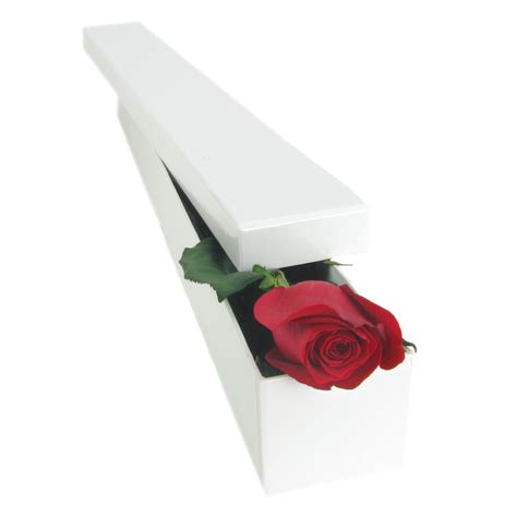 single elegant rose flowers  sydney