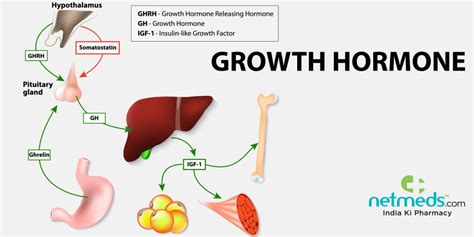 human growth hormone structure crucial functions  adverse effects
