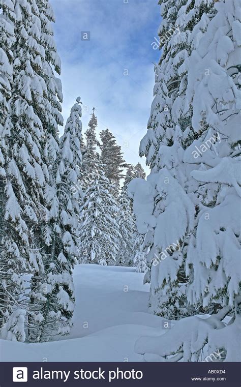 Snow White Winter Forest Scene In Northern California In