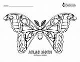 Moth Coloring Atlas Pages Colouring Outline Coloringbay Choose Board sketch template