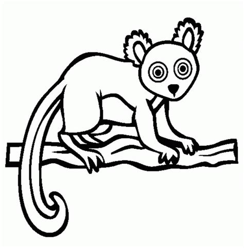 rainforest animal coloring sheets png