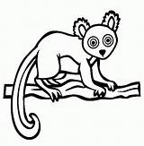 Lemur Rainforest Lemure Endangered Tiere Verschiedene Malvorlage Clipartmag Popular Gratismalvorlagen Kategorien sketch template