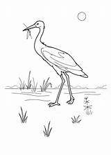 Heron Cicogna Malvorlagen Anguria Kolorowanka Coloriage Colorkid Stork Template sketch template