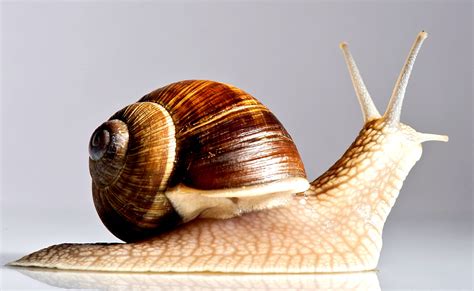 health benefits  eating snail  dont  health gadgetsng