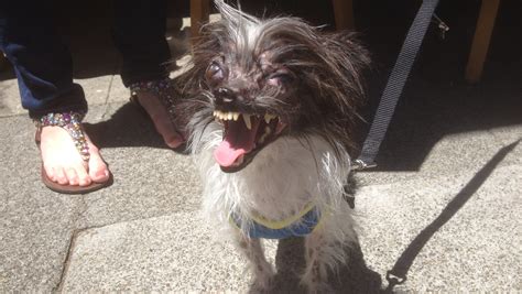 embracing  ugly   worlds ugliest dog contest
