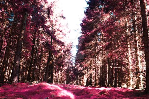 pink forest  sharpephocus  deviantart