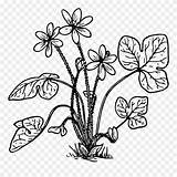 Hepaticas Liverwort Hepatica Pinclipart sketch template