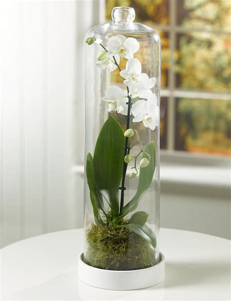 M S Orchid In Glass Orchid Flowers