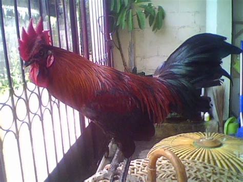gambar ayam indonesiadalamtulisan terbaru