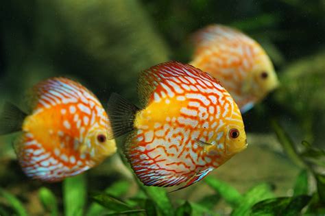 perfect discus tank mates complete compatibility guide