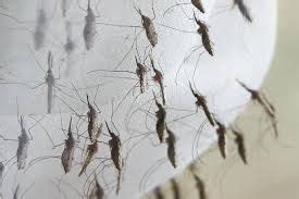 mosquito swarm google search mosquito zika anti gmo