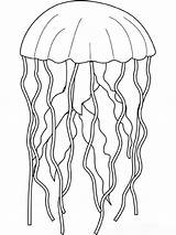 Jellyfish Coloring Jelly Fish Drawing Animals Box Pages Printable Simple Dangerous Sting Getdrawings Drawings Kb Books sketch template