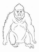 Coloring Orangutan Ape Printable Animal Pages Choose Board Baby Designlooter Print sketch template