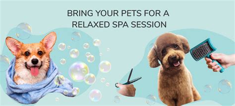 pet spa dog spa cat spa  india dog cat grooming sessions