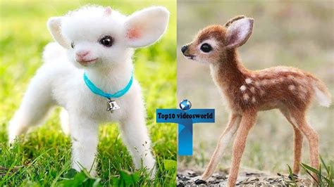 top   adorable funny cute baby animal  youtube