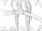 Coloring Macaw Pages Getcolorings Getdrawings sketch template