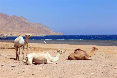 Travel To Djibouti Discover Djibouti With Easyvoyage