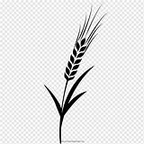 Barley Svg Drawing Clipart Leaf Grasses Coloring Book Vector Branch Monochrome Pngwing Designlooter Drawings Clipground 08kb 200px sketch template