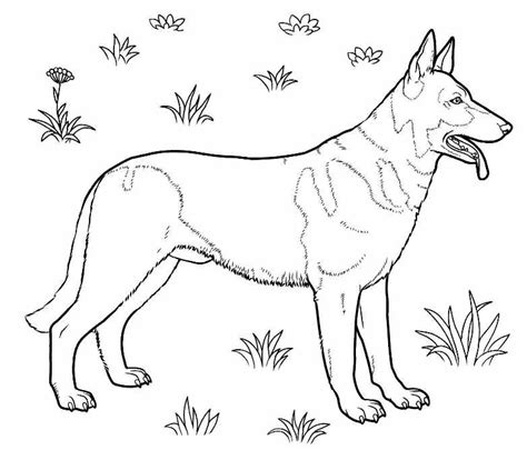 shepherd coloring pages    print