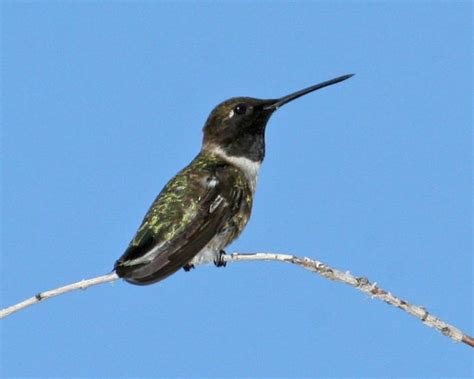 black chinned hummingbird birdspix