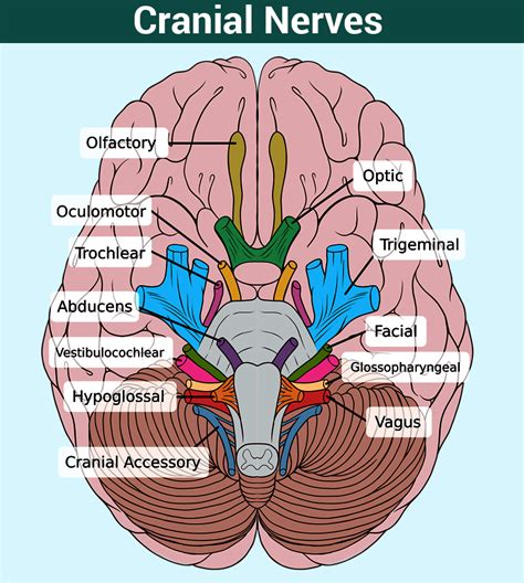 cranial nerves function table anatomy  faqs