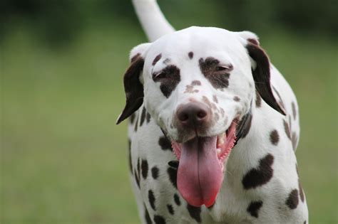 german shorthaired pointer  dalmatian breed comparison