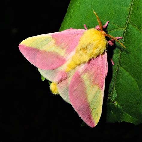 moths pick   night shift chesapeake bay program