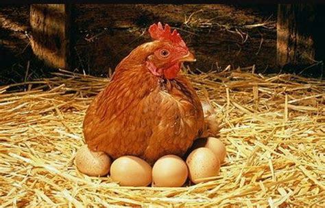 verse eieren van een kip  egg laying chickens chickens  roosters pet chickens raising