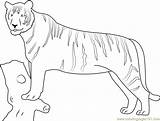 Coloring Panthera Tigris Tiger Coloringpages101 Pages sketch template