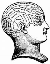 Phrenology Pseudoscience 1796 Neurology sketch template