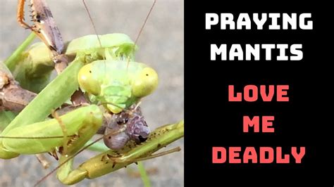 Preying Mantis Vs Praying Mantis Love Me Deadly Youtube