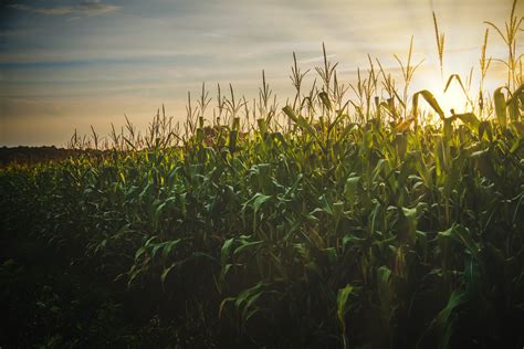 corn field  stock photo