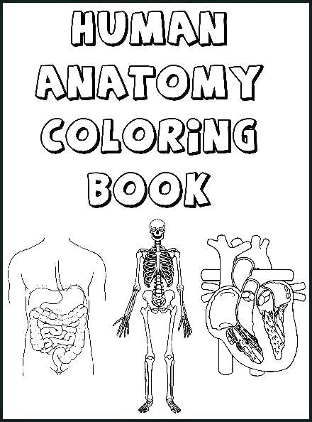muscle anatomy coloring pages